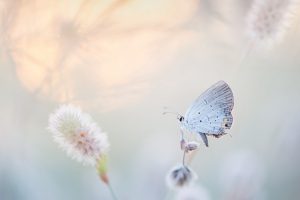 pastelle vlinder als symbool voor zachtheid bij baring