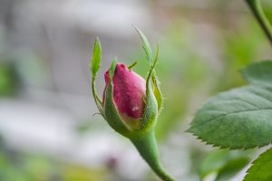 rozenknop als teken van zwangerschap