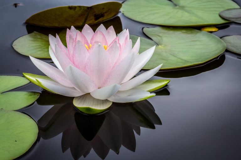 ayurvedische massage lotus