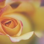 hypnobirthing visualisatie openende roos visualisatie