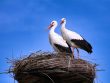 storks give birth on nest in the netherlands