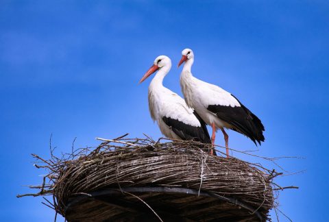 storks give birth on nest in the netherlands