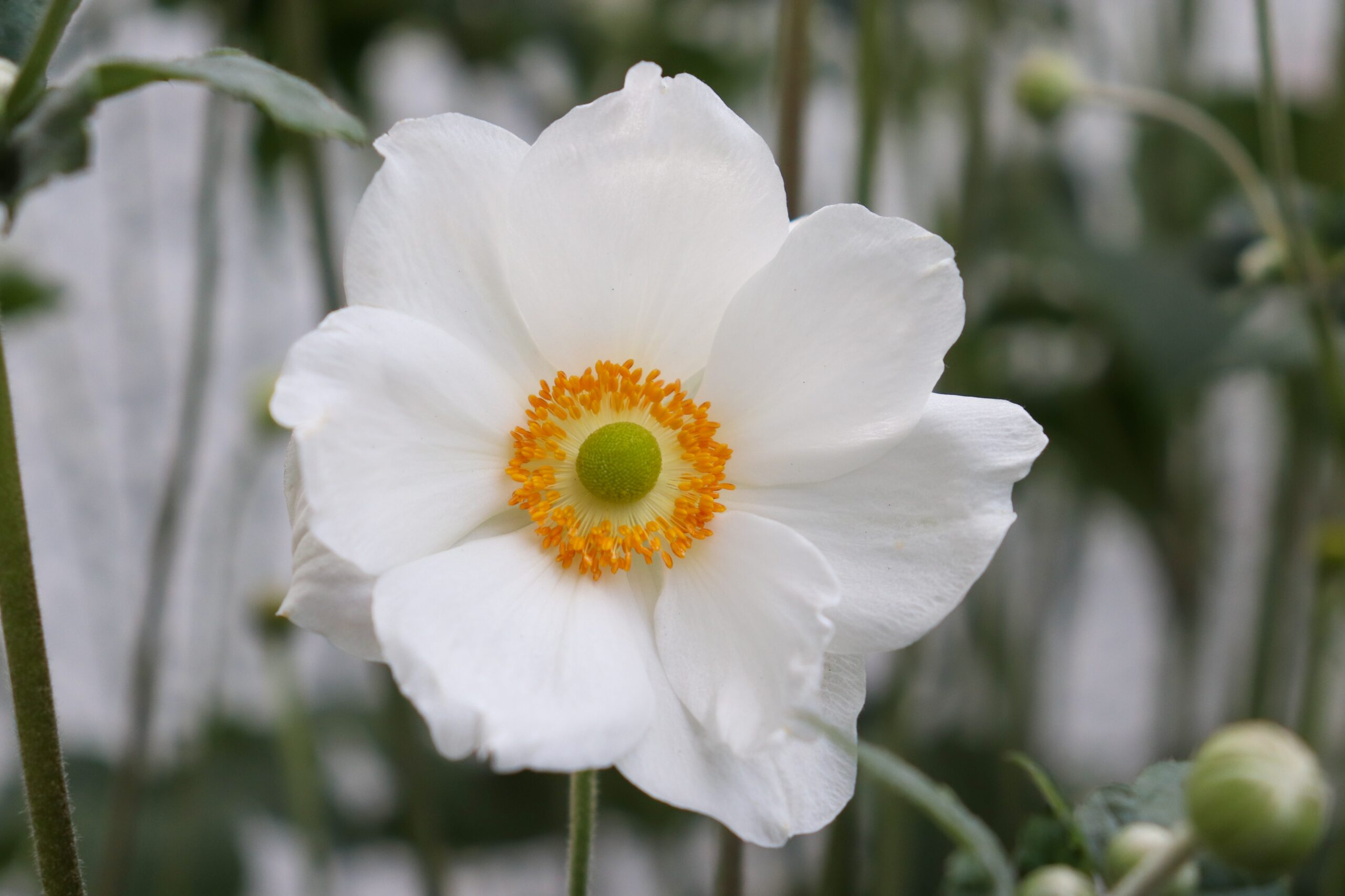vrouw moeder witte bloem