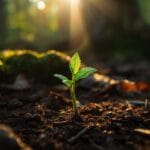 zaadjes ontkiemen in het bos in de volle zon als metafoor voor innesteling